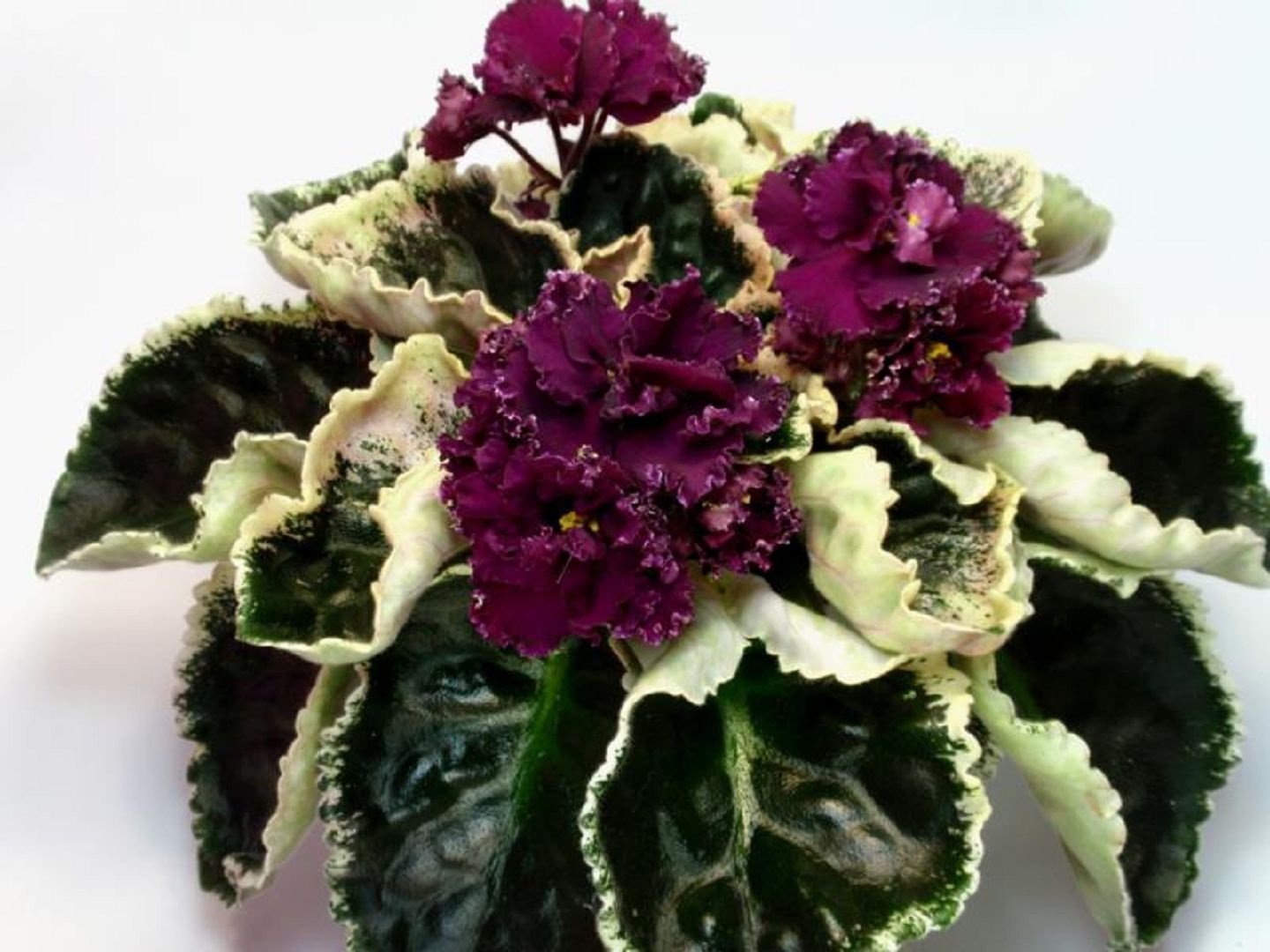 Фиалка Pink African Violet