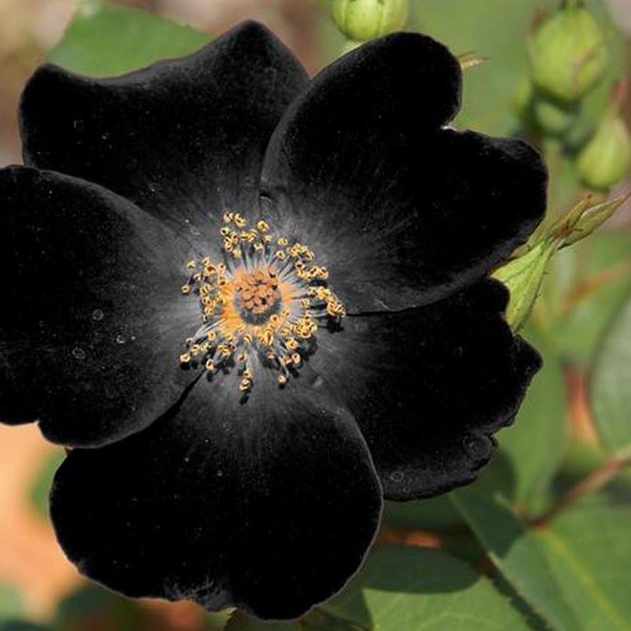 Черные цветы в природе