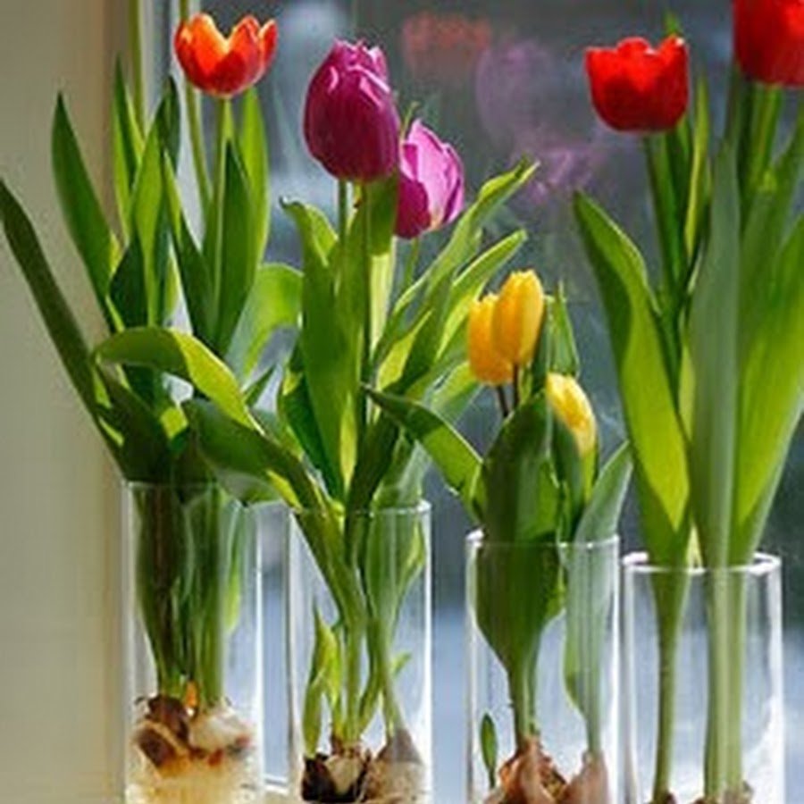 Тюльпаны в вазе с луковицей