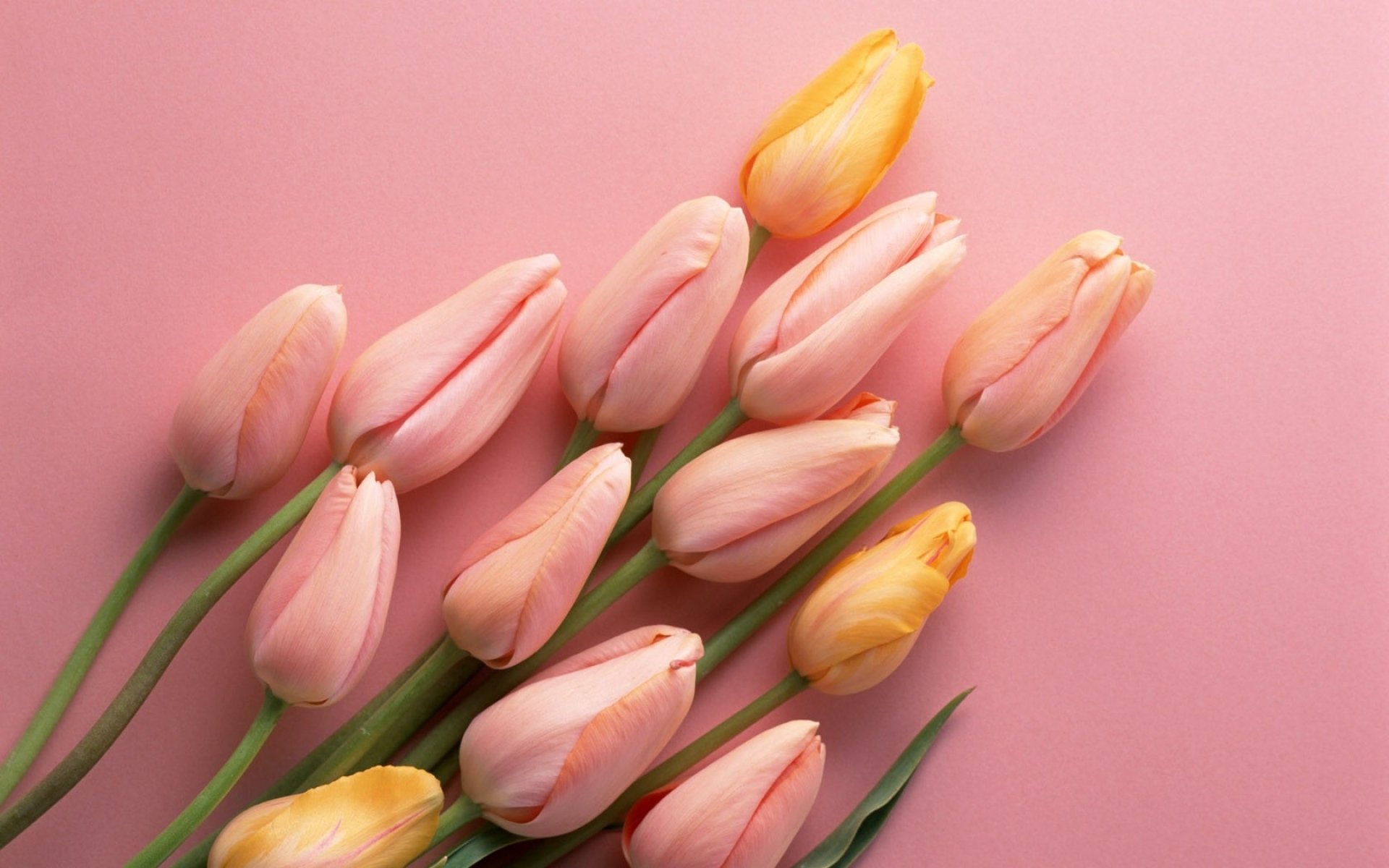Тюльпаны эстетичные. Цветы тюльпаны. Нежные тюльпаны. Красивые тюльпаны. Розовые тюльпаны.