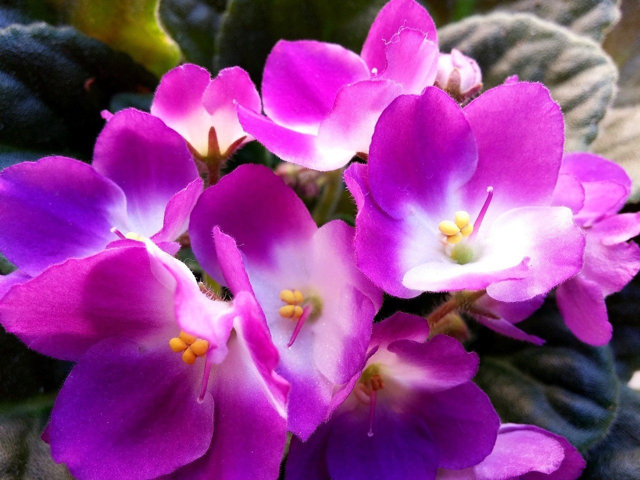 Фиалка Pink African Violet