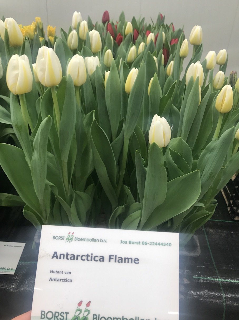 Тюльпан Antarctica Flame