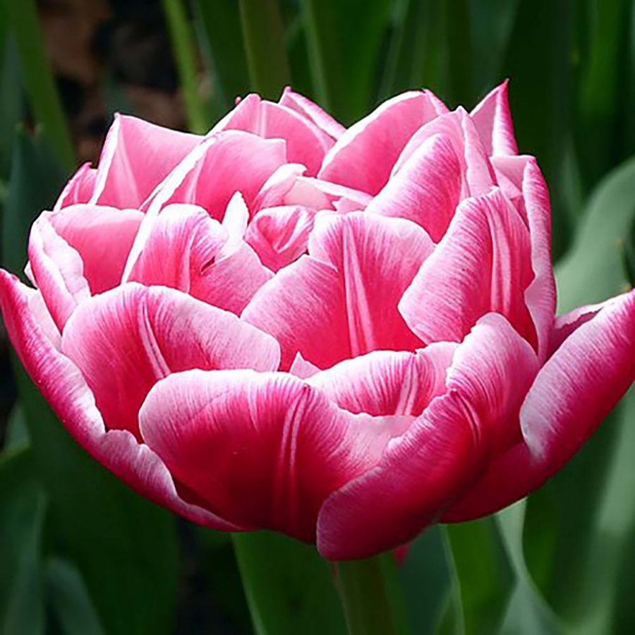 Тюльпан adore