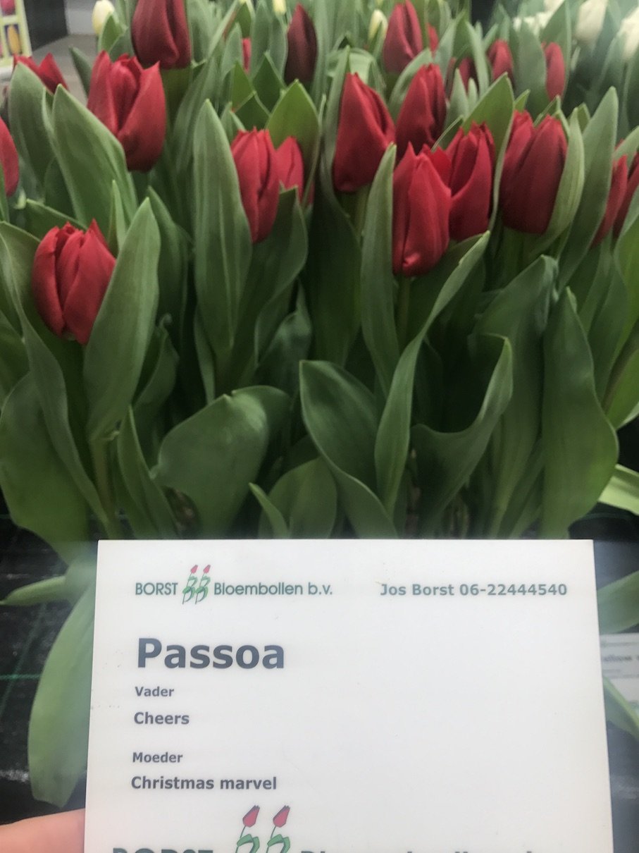 Тюльпан Passoa