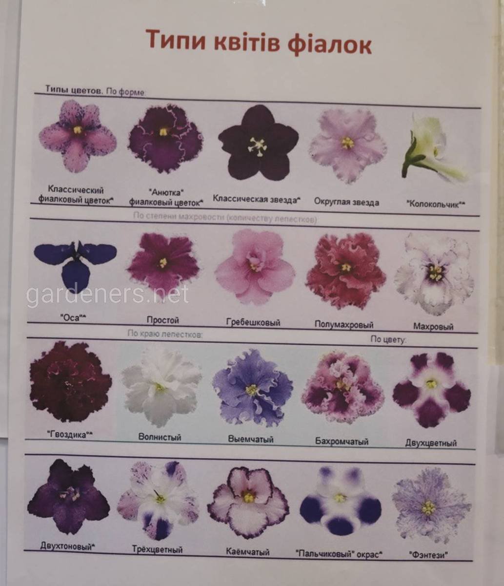 Классификация фиалок по типу цветка