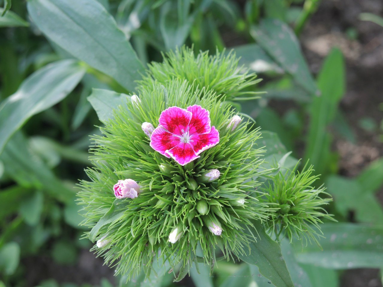 Гвоздика бородатая Dianthus barbatus