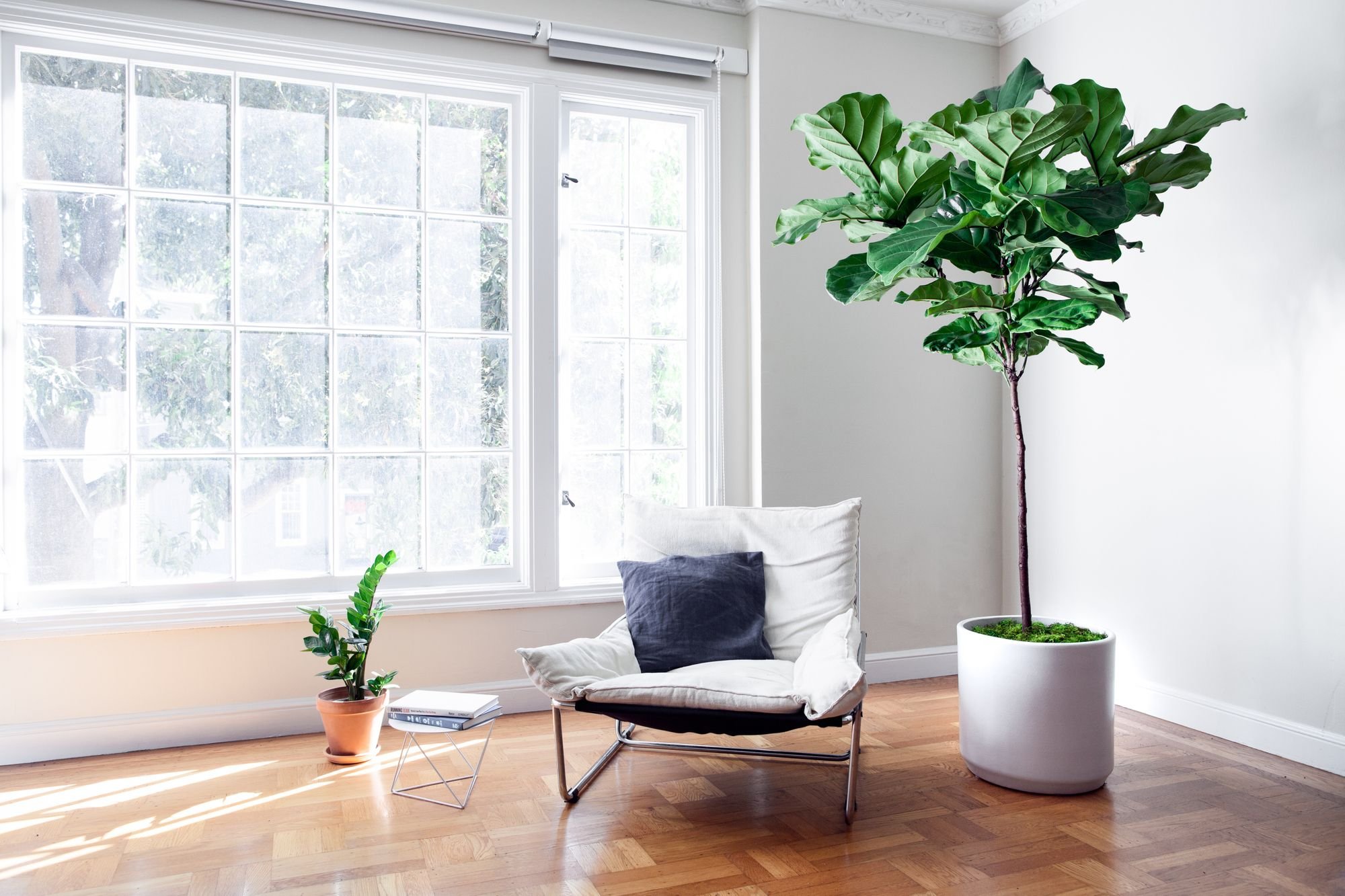 Fiddle Leaf Fig растение