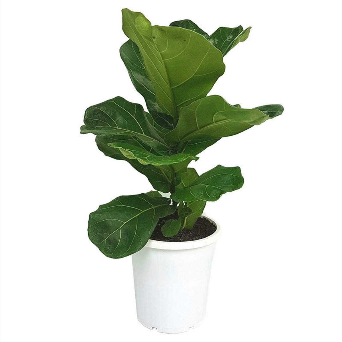 Fiddle Leaf Fig растение