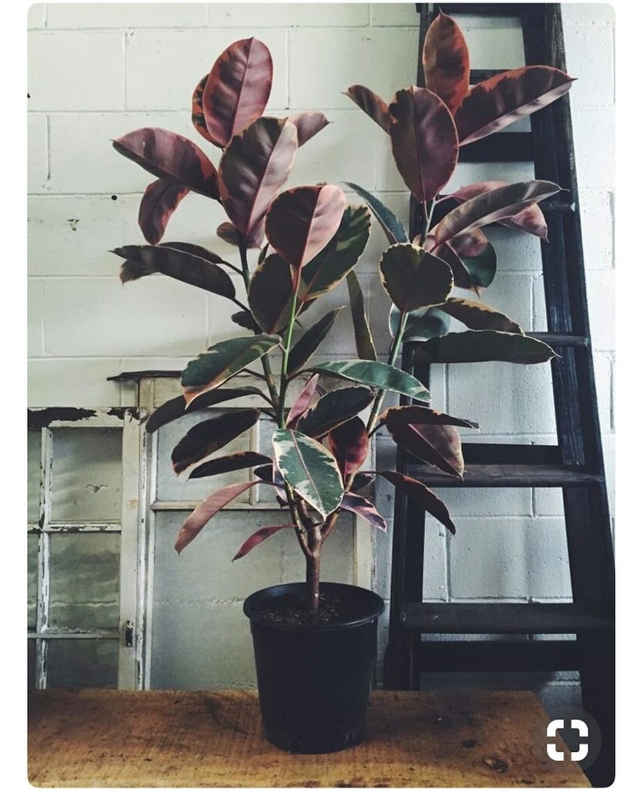 Фикус лировидный (Ficus lyrata)