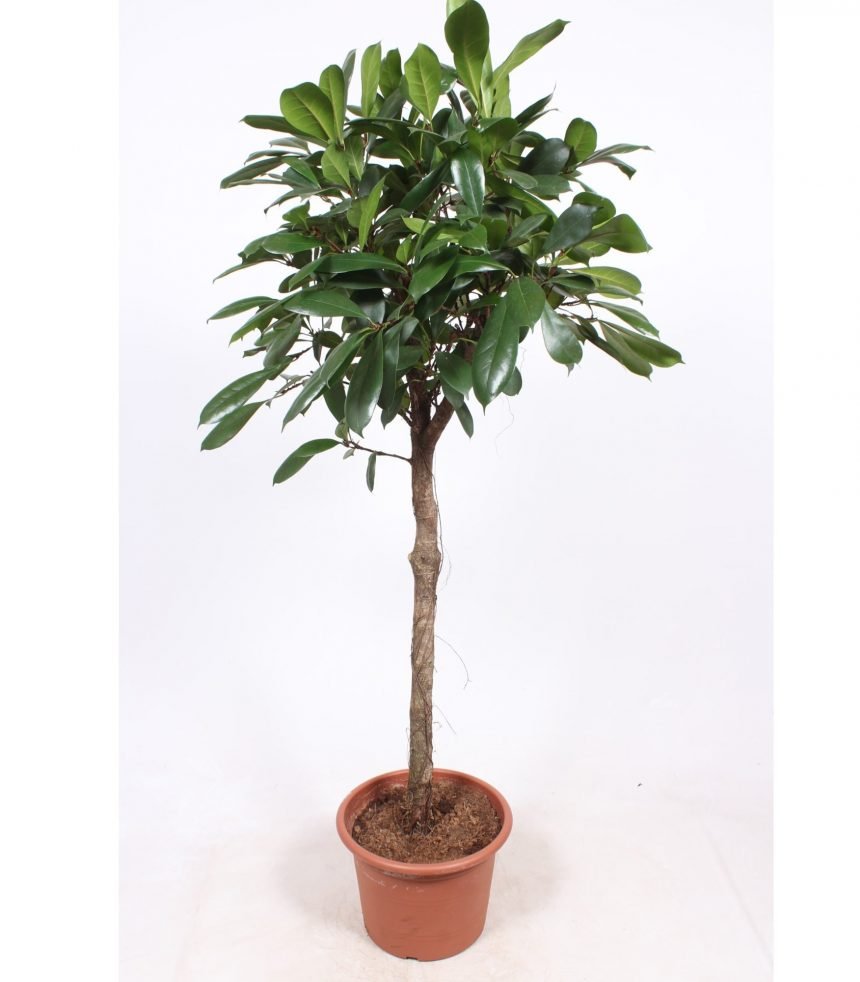 Фикус бокальчатоприлистниковый (Ficus cyathistipula). Циатистипула.