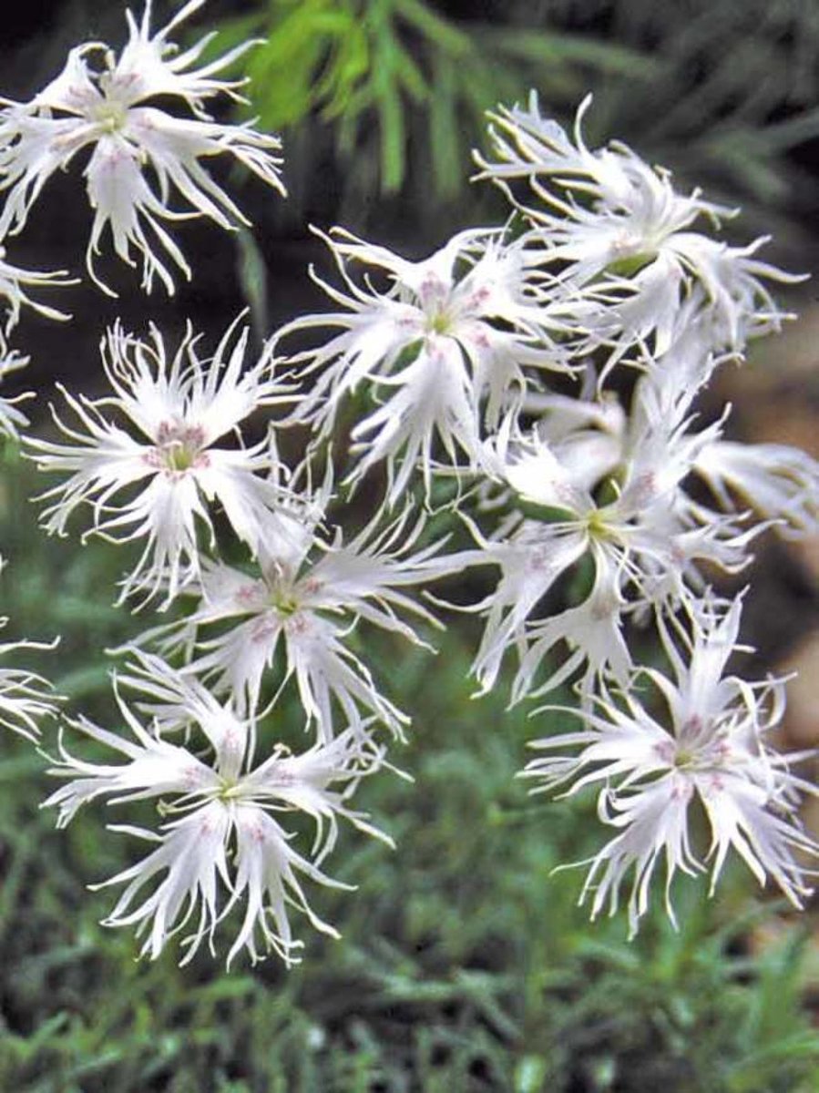 Гвоздика Евгении (Dianthus eugeniae Kleop.)