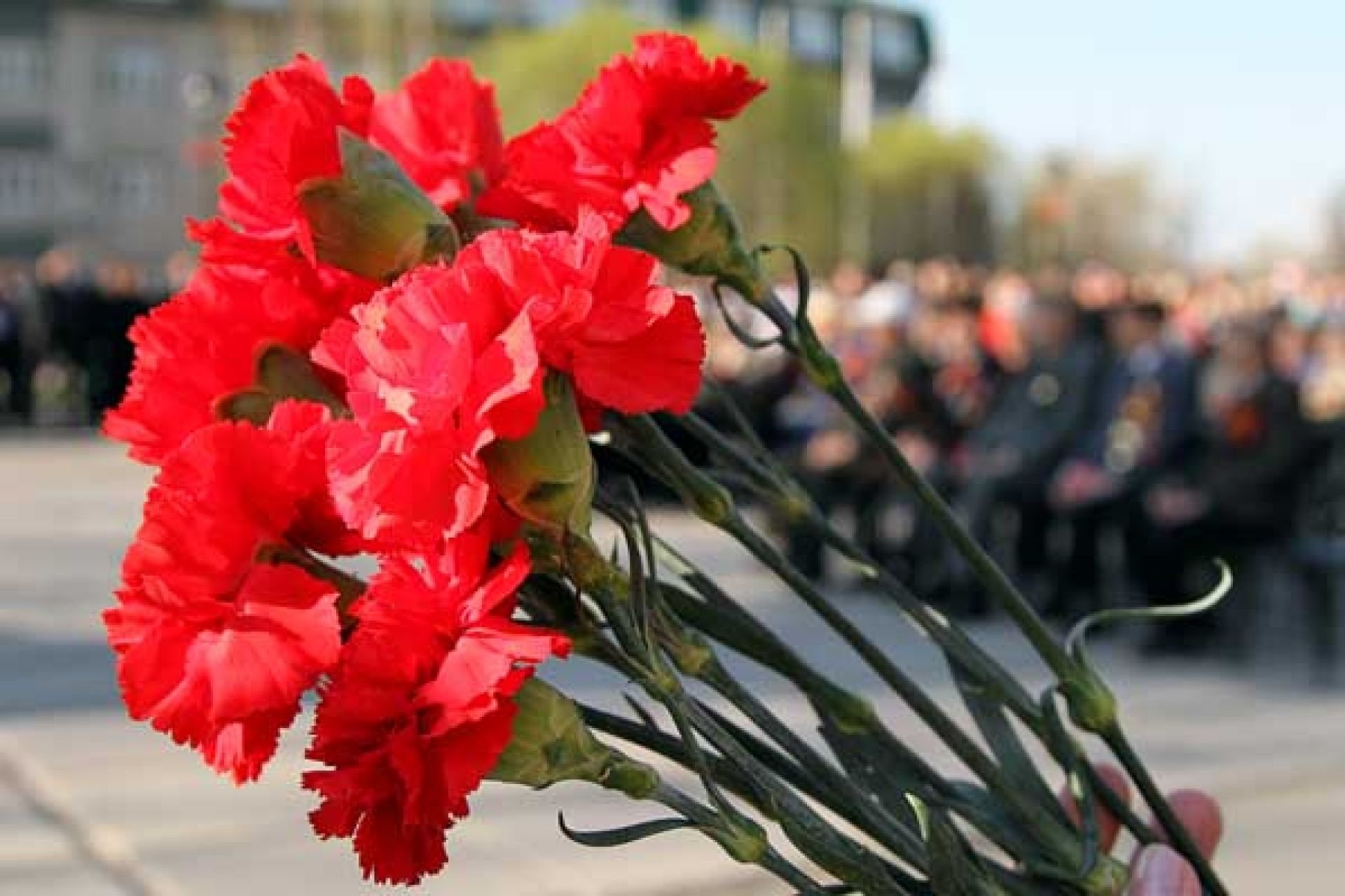 Букет гвоздик на 9 мая