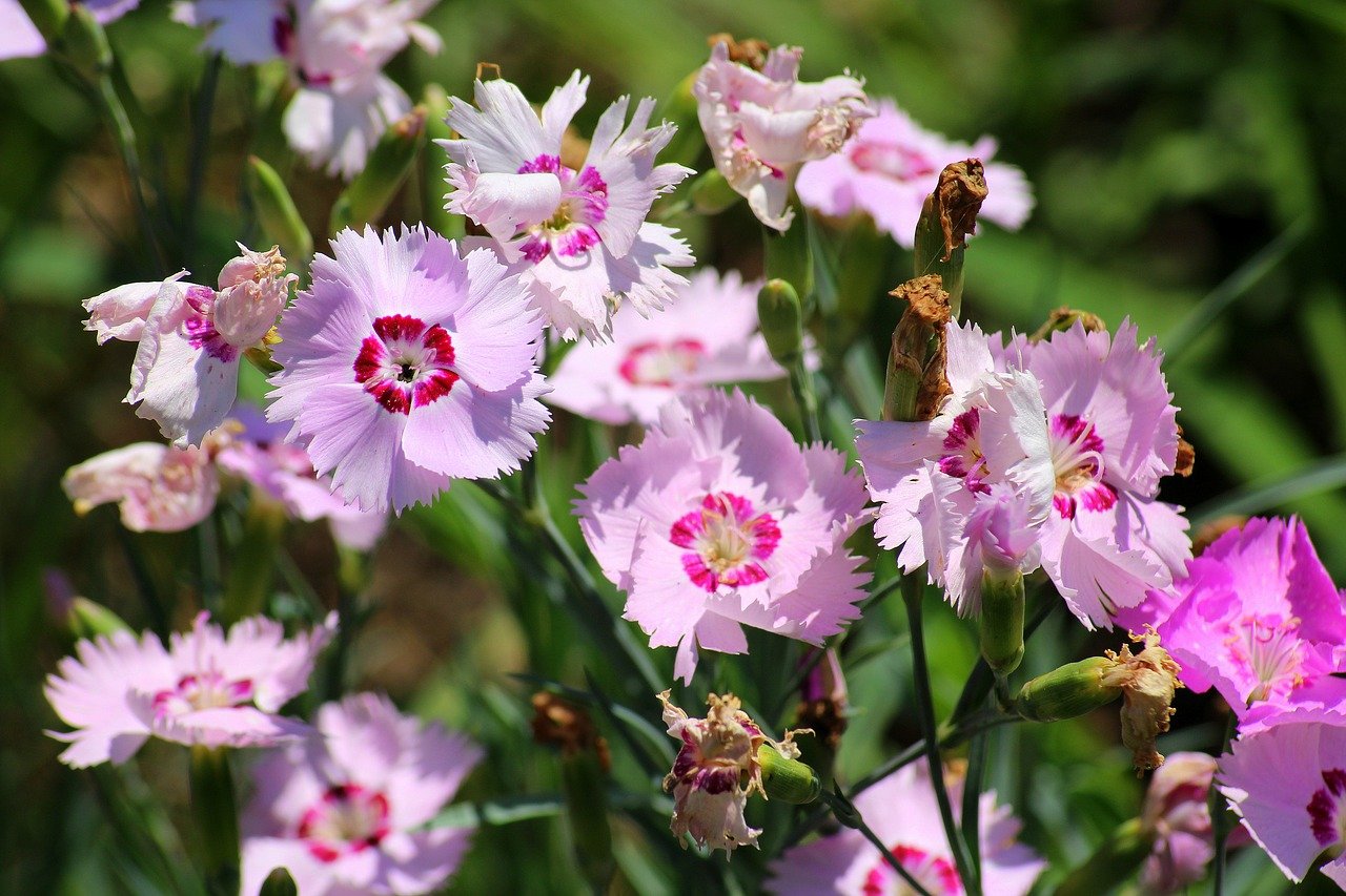 Гвоздика Dianthus Doris