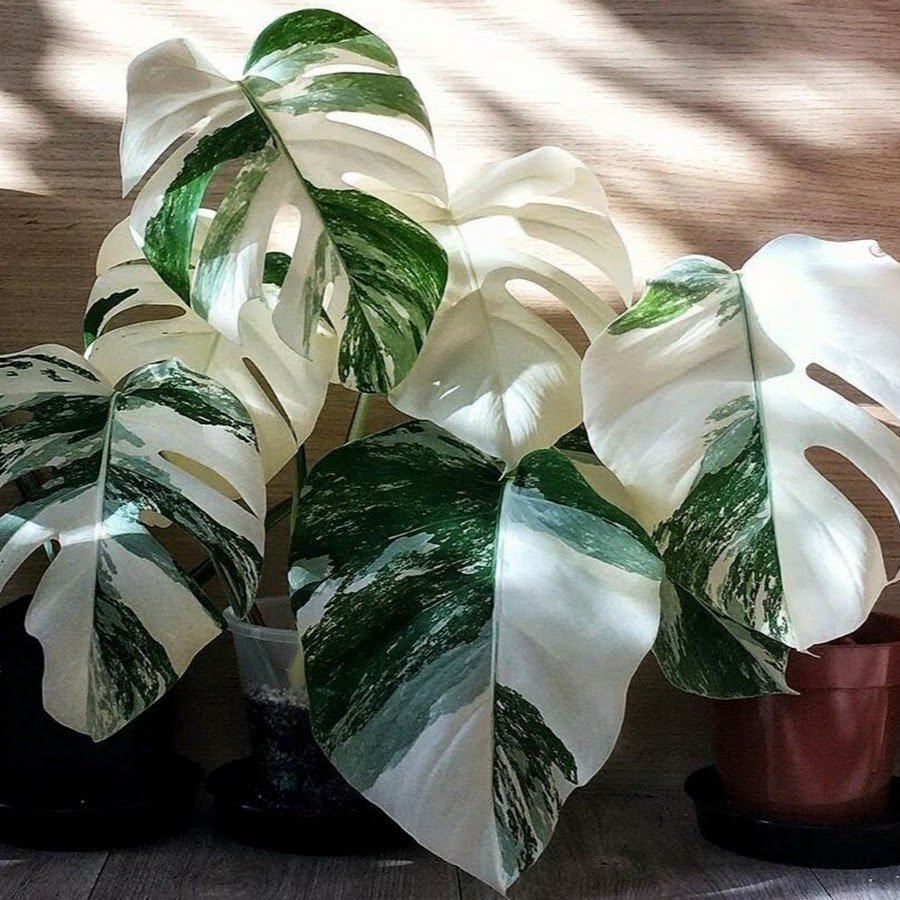 Фикус triangularis variegata