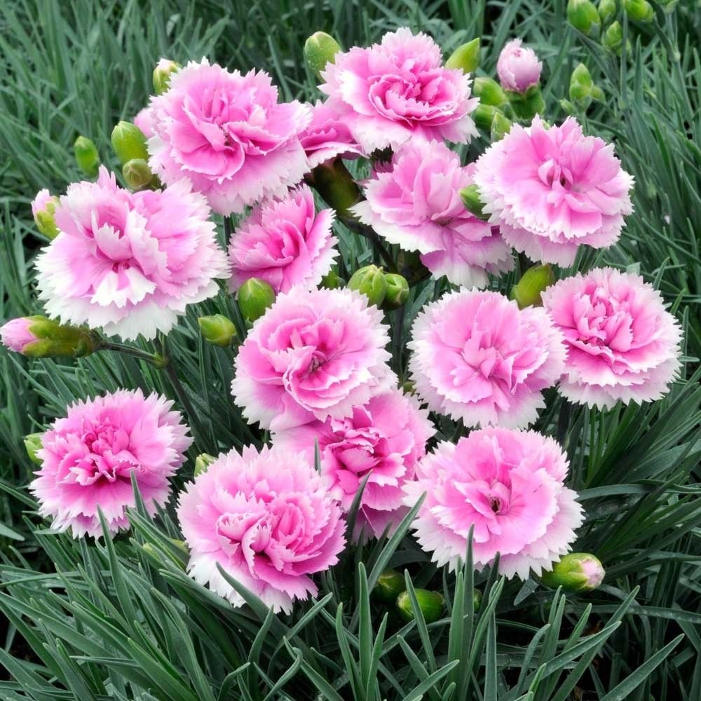 Гвоздика Dianthus