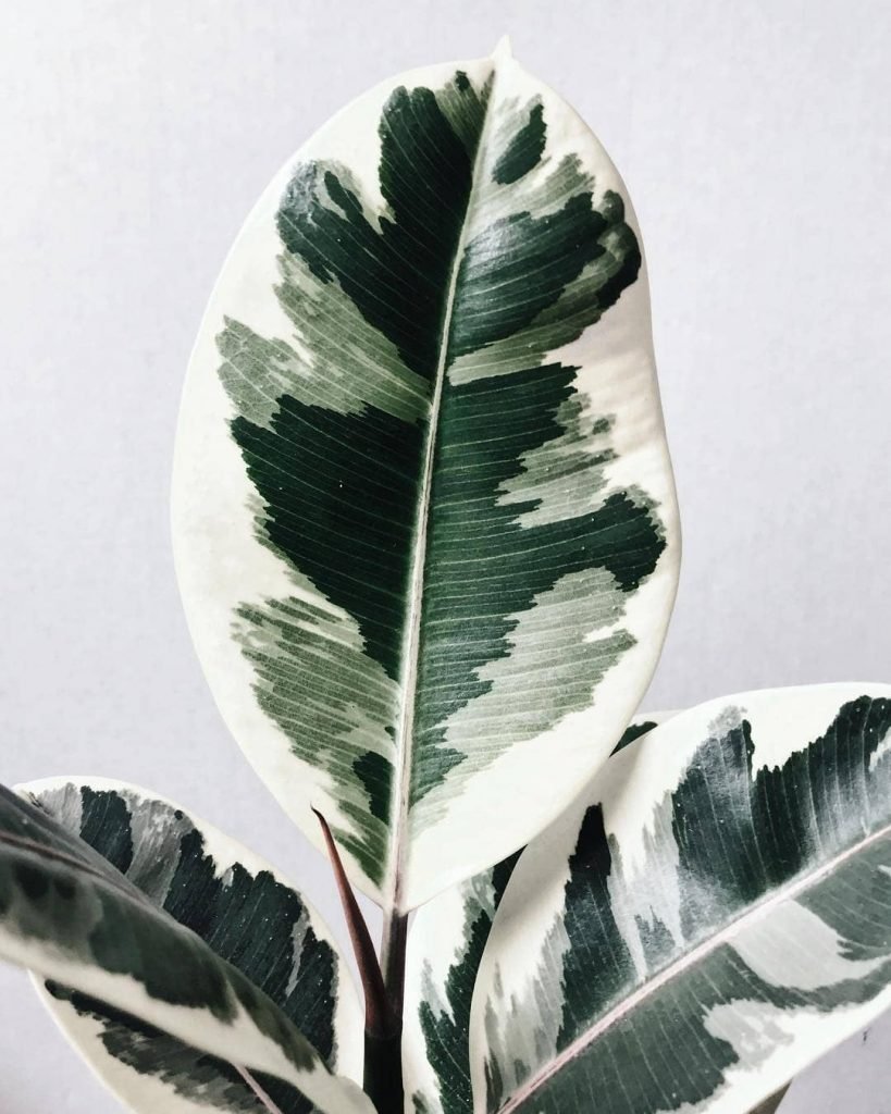 Monstera standleyana