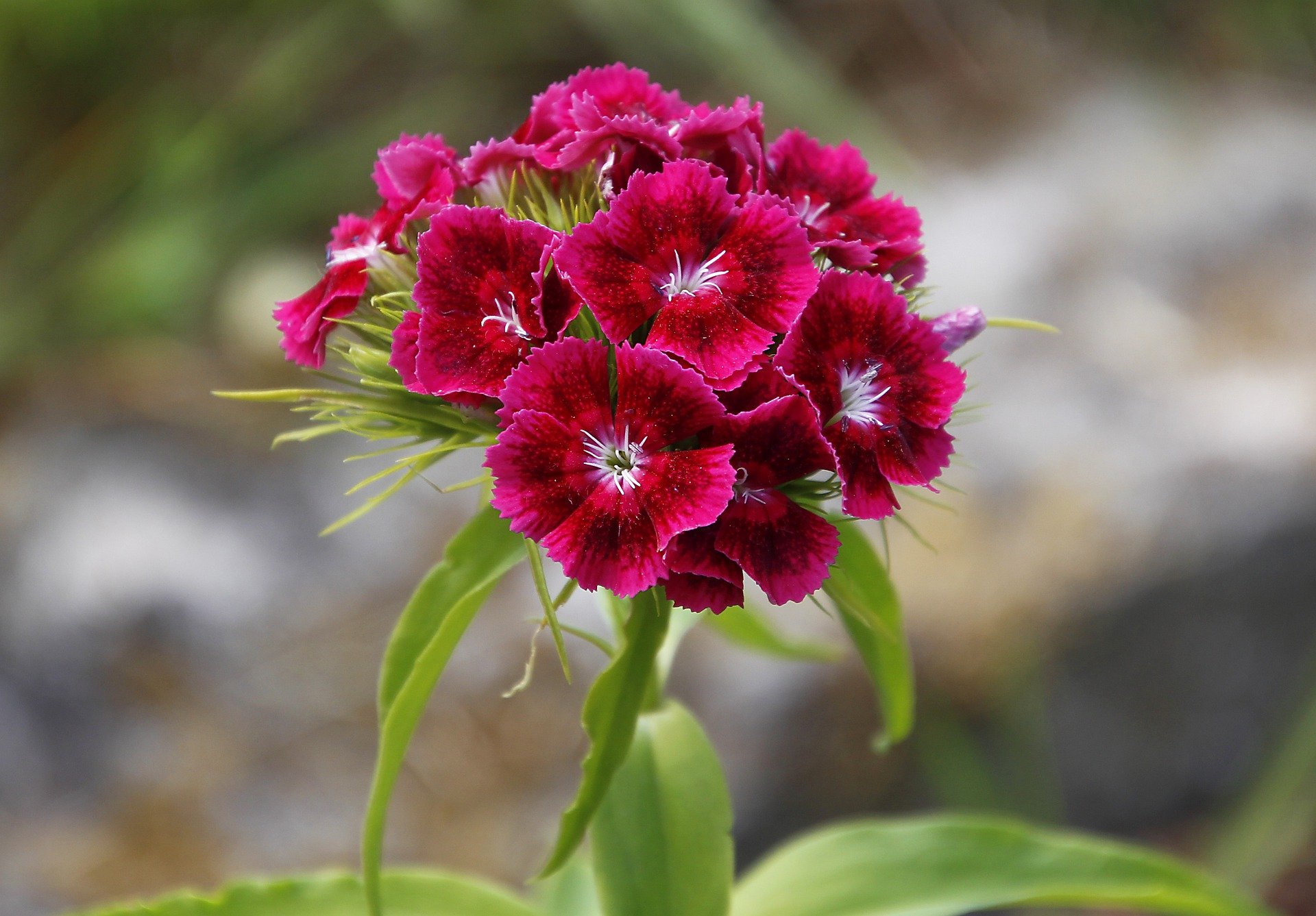 Гвоздика бородатая Dianthus barbatus