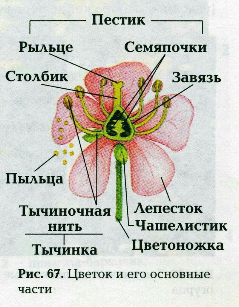 Строение цветка пестик и тычинка