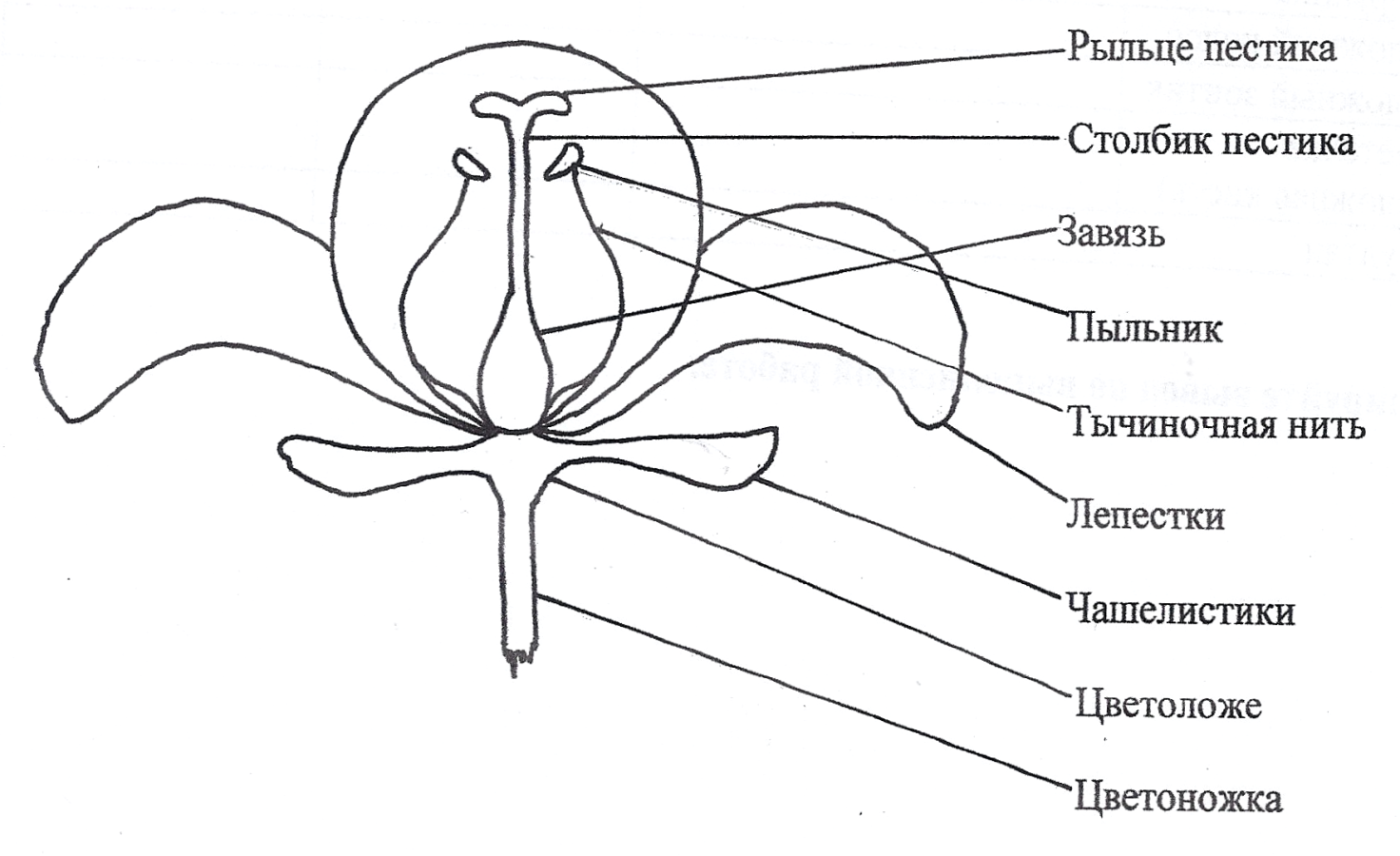 Лепестки рыльце. Чашелистики пестик тычинки венчик. Чашелистик и околоцветник. Части цветка схема биология 6 класс.