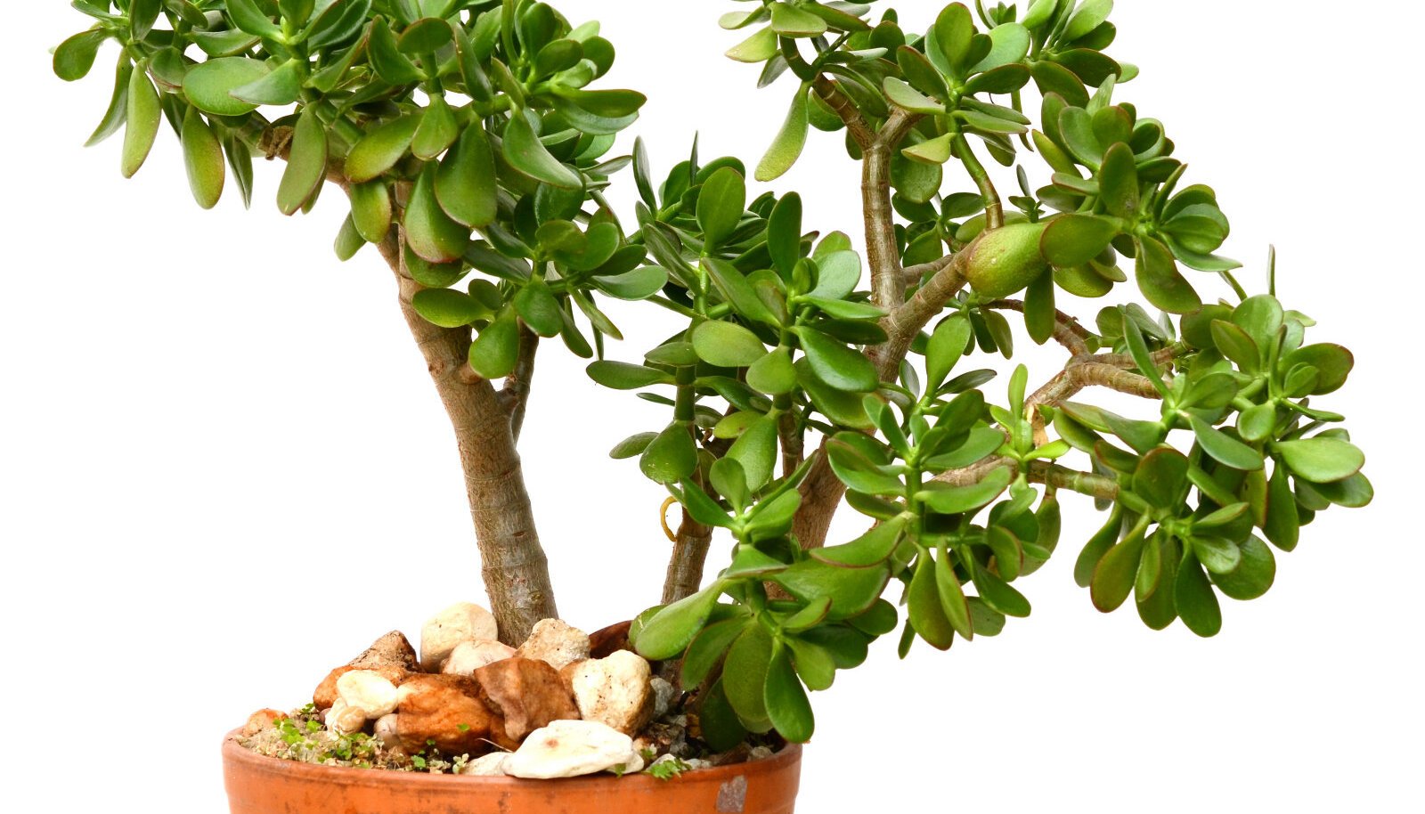 Толстянка. Крассула толстянка денежное дерево. Крассула Овата Плант. Jade Plant – Crassula. Монетное дерево толстянка.