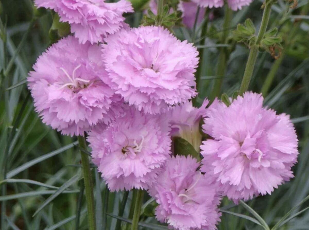 Dianthus Arabella Purple гвоздика