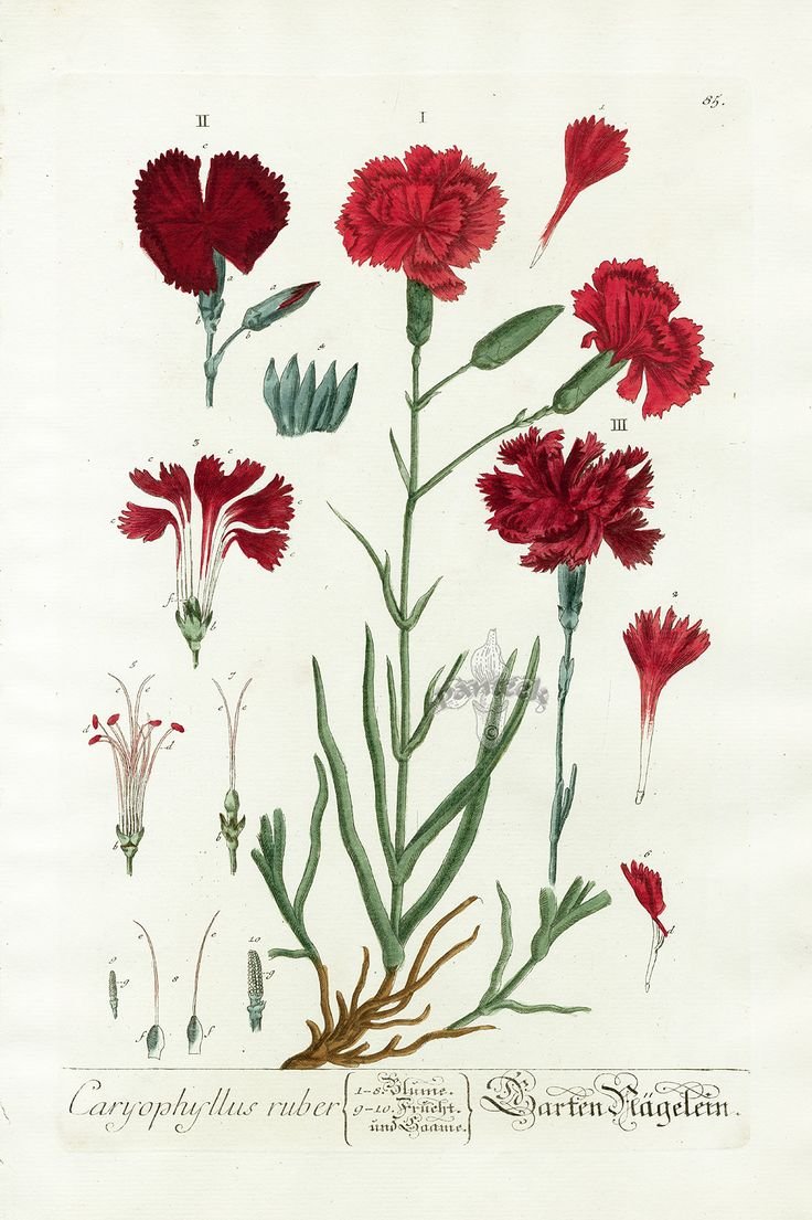 Dianthus Campestris Ботаническая иллюстрация
