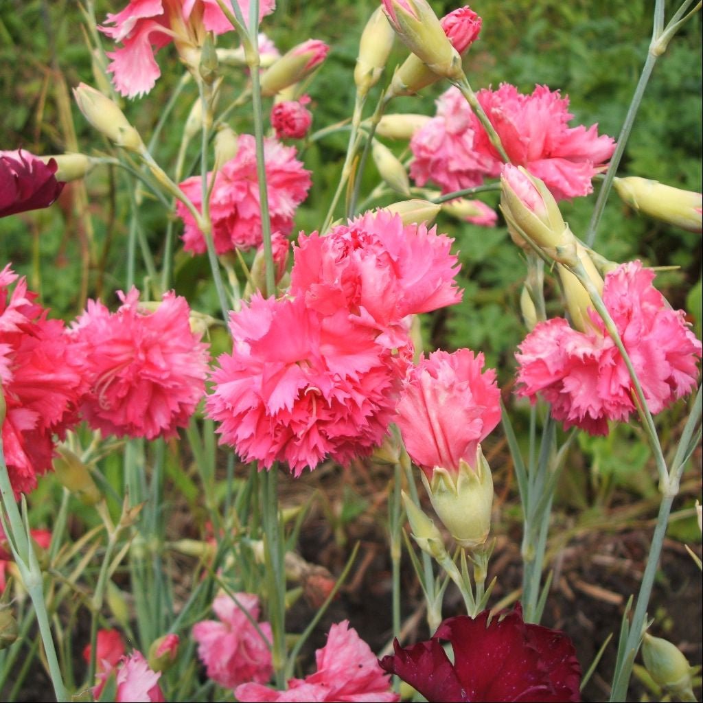 Dianthus caryophyllus Flower