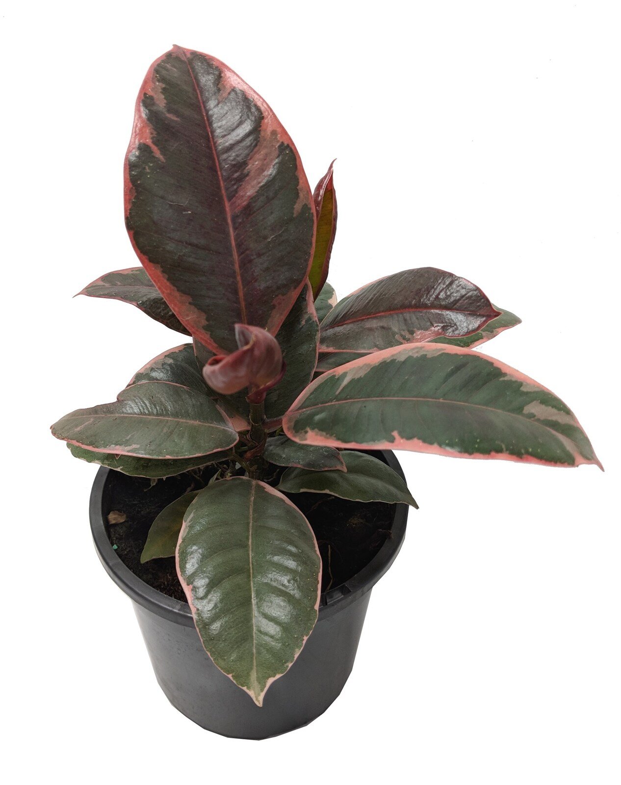 Фикус эластика. Фикус Ficus elastica Ruby Tree (Rubber Tree). Ficus elastica 'Red Ruby. Фикус Плант микс.