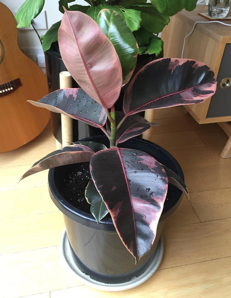 Ficus infectoria - фикус красильный.