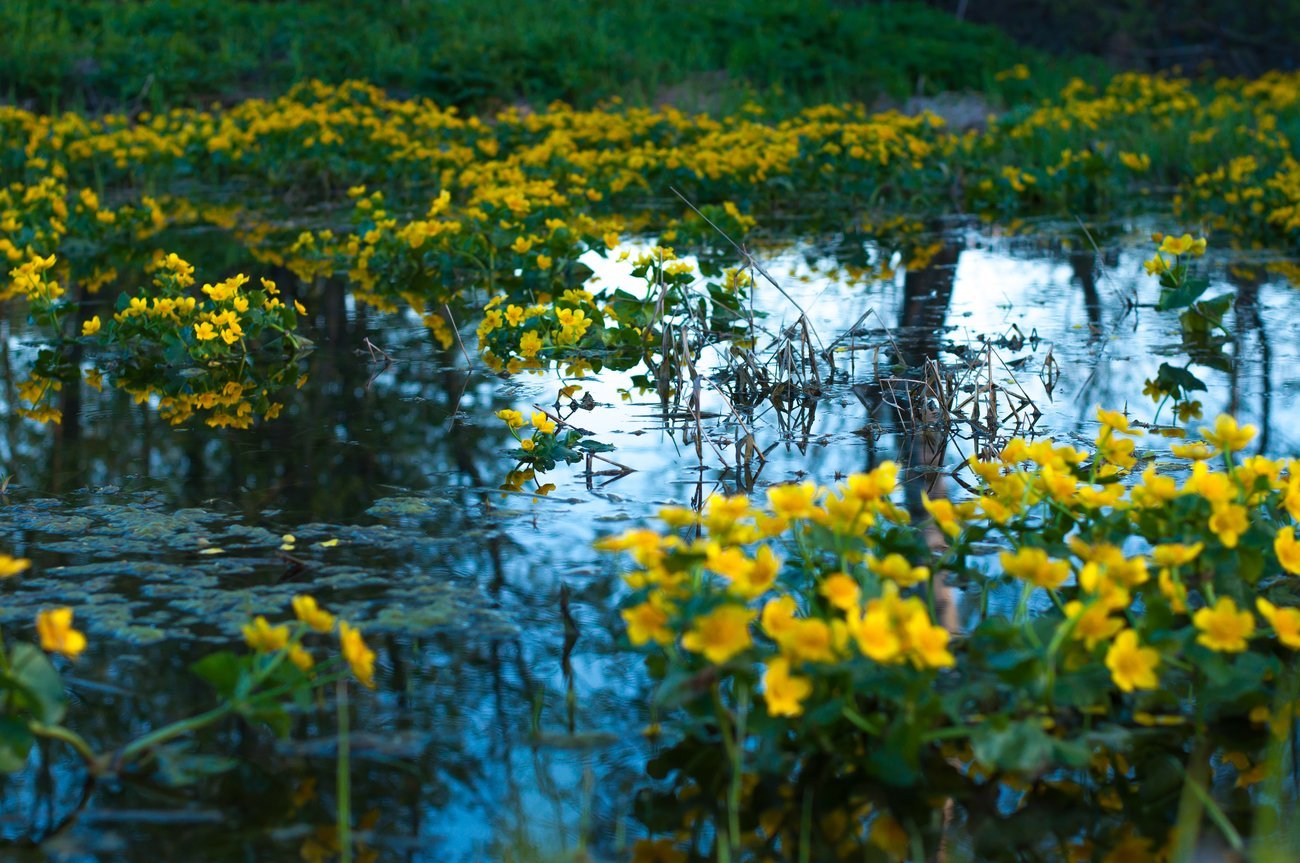 Крым болотная. Кубышка Болотная. Болотный цветок кувшинка. Болотная Лилия желтая. Озеро Селигер кувшинки.