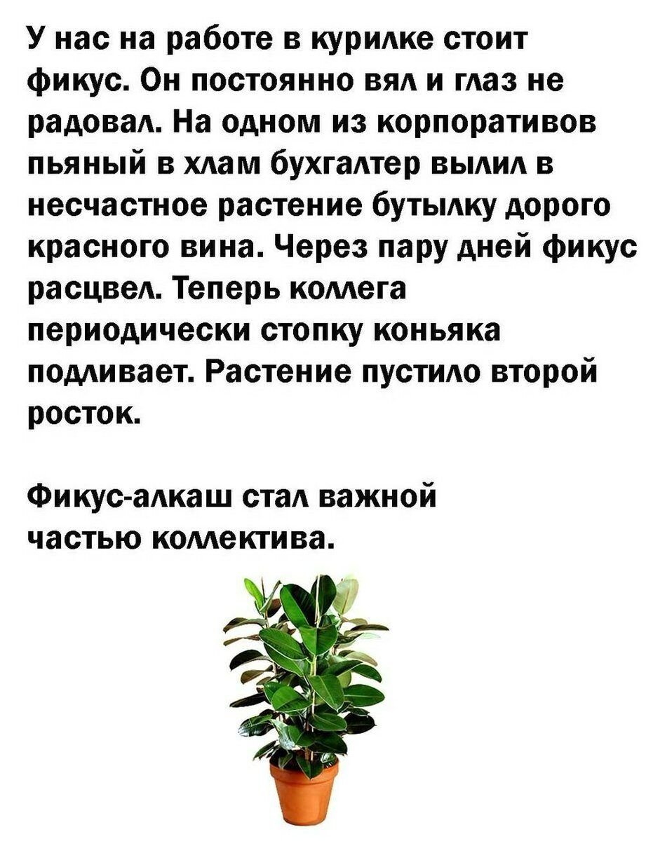 Фикус алкаш