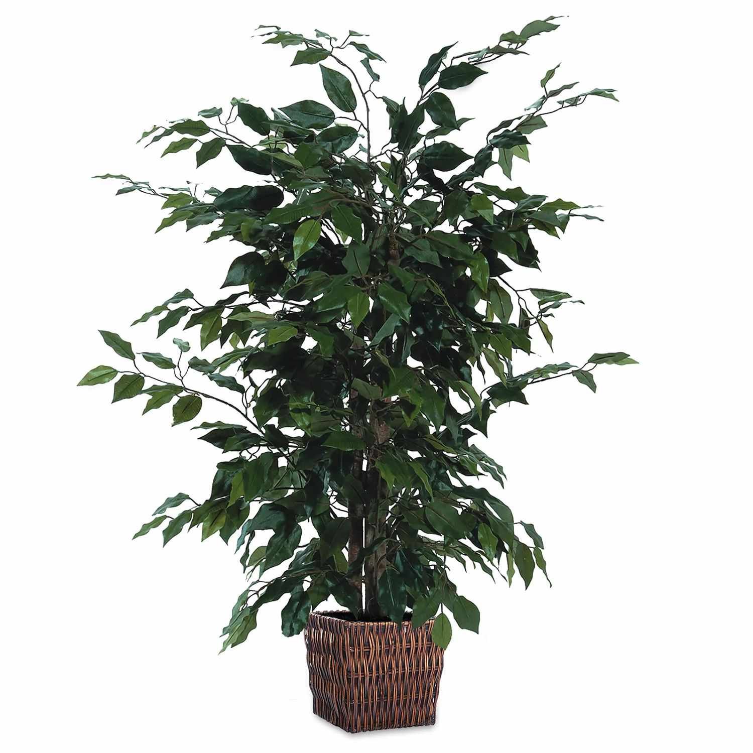 Ficus benjamina Leaf