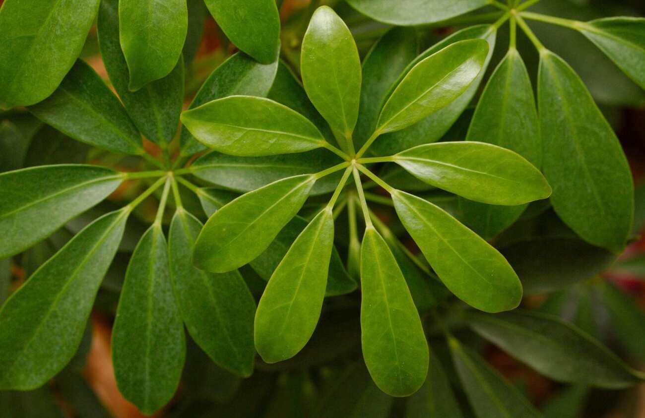 Шеффлера восьмилисточковая – Schefflera octophylla