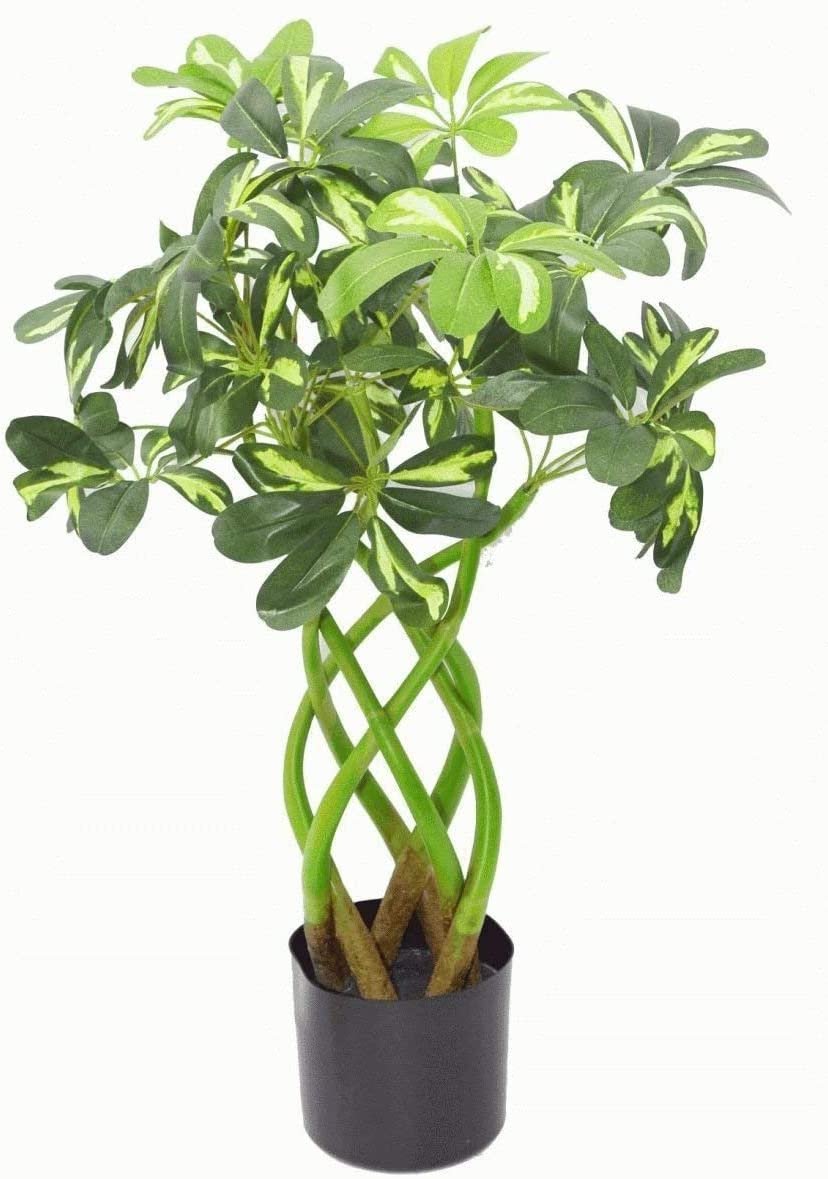 Schefflera arboricola цветок