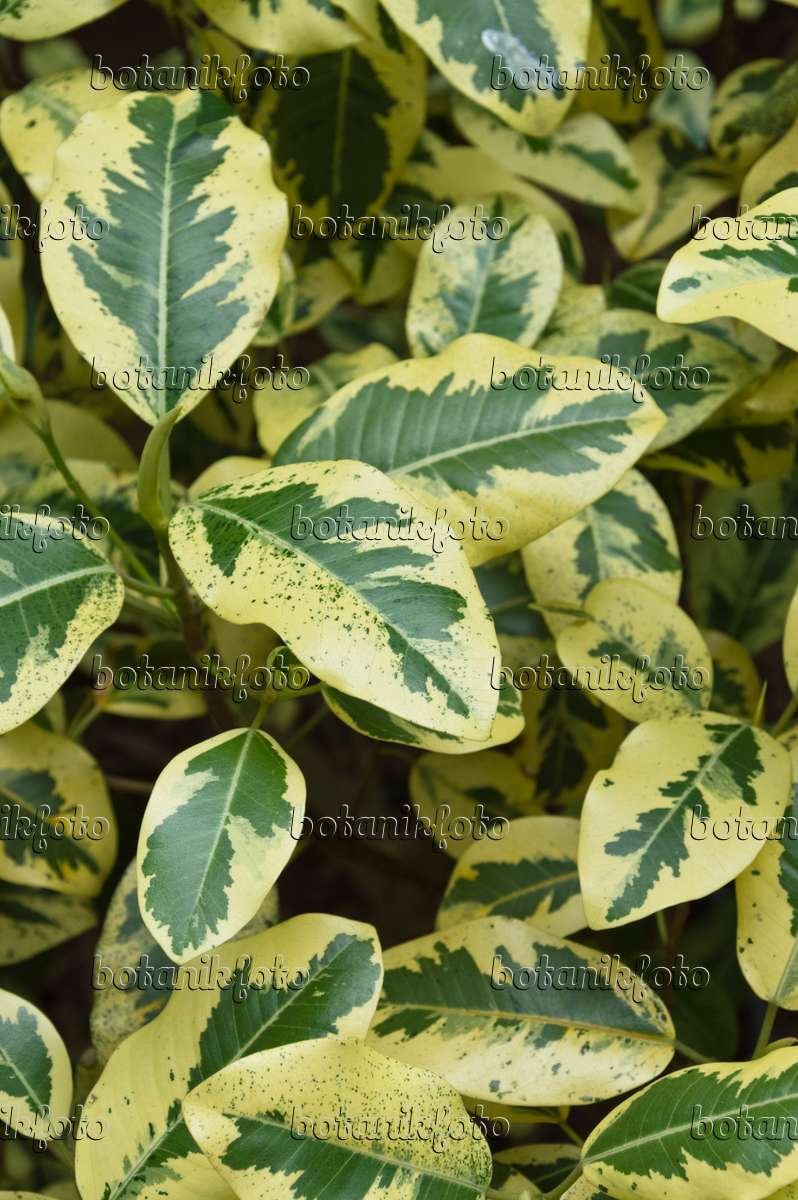 Фикус rubiginosa variegata