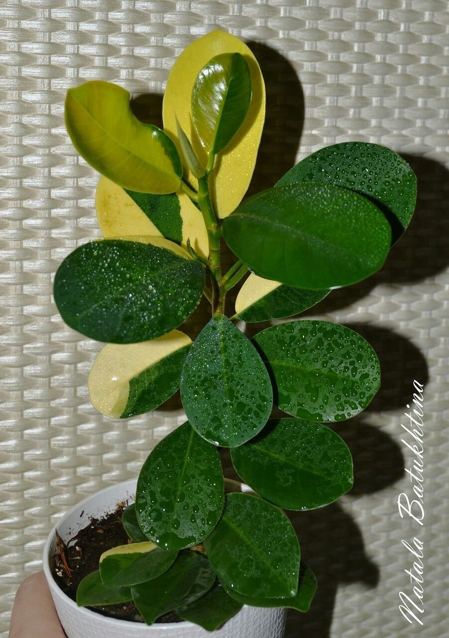 Ficus rubiginosa Bonsai