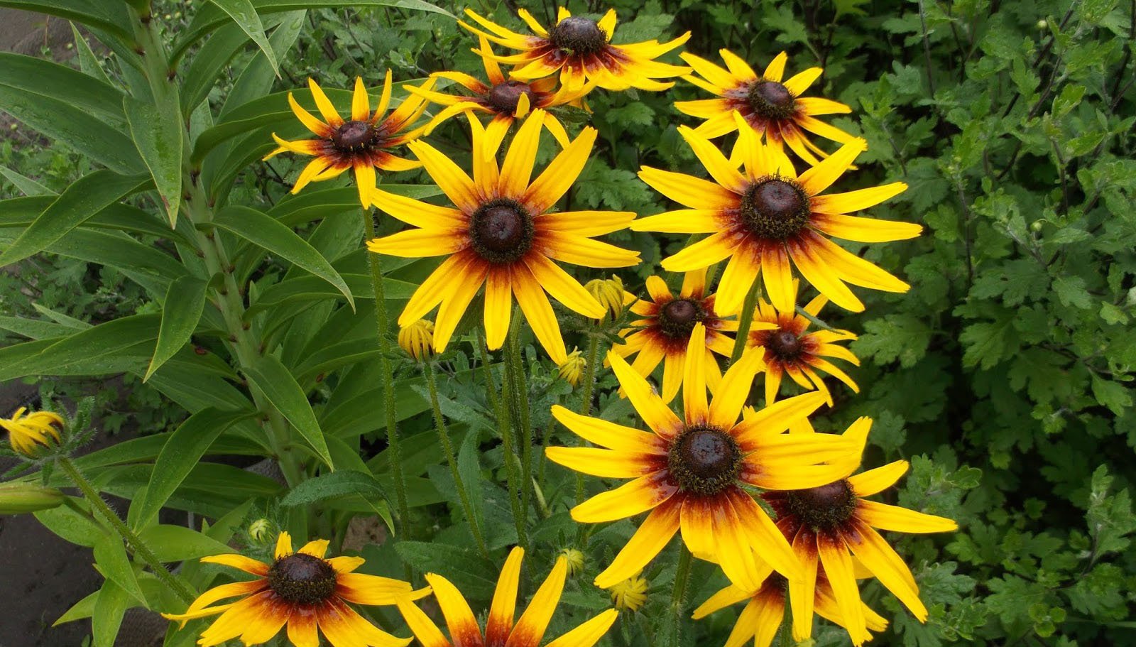 Рудбекия Rudbeckia Flamenco Yellow