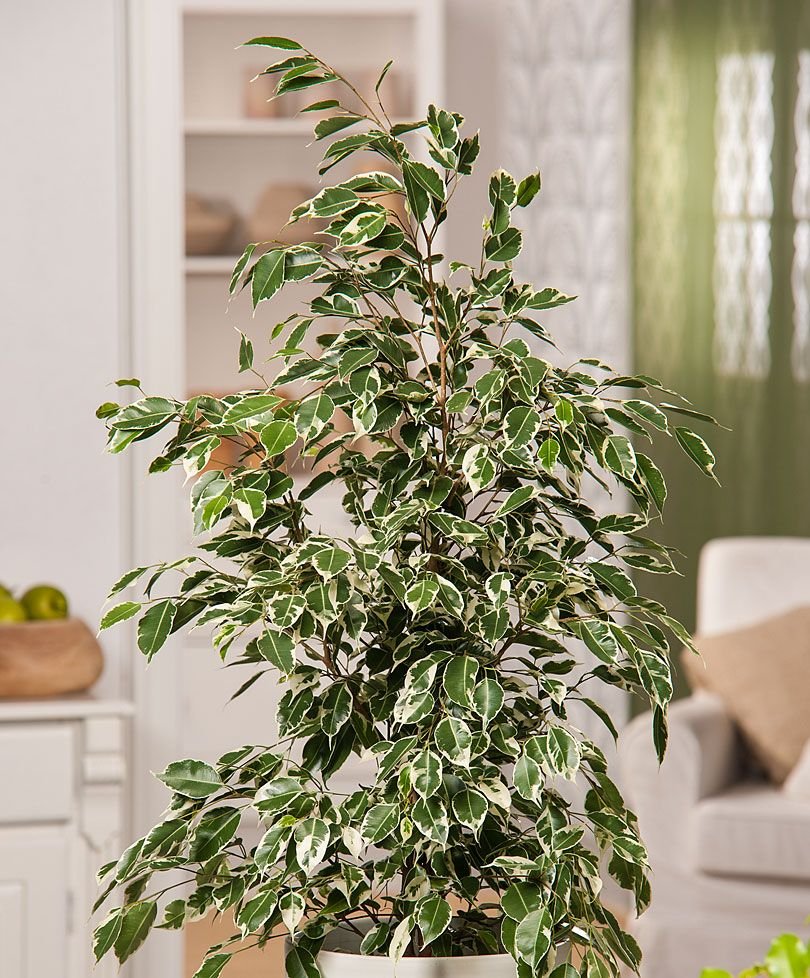 Растение houseplants d8 h35