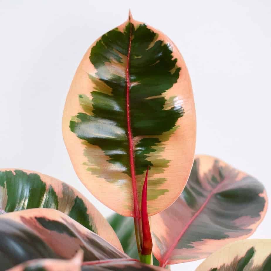 Фикус эластика Тинеке Ficus elastica ‘Tineke’