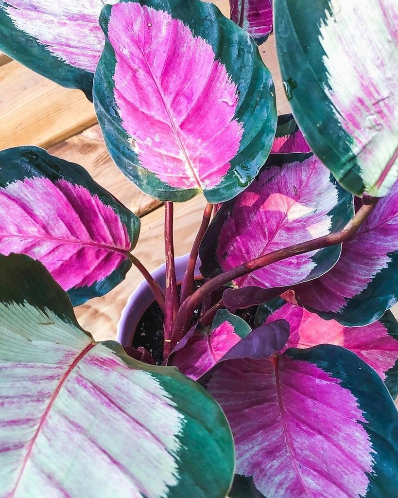 Калатея розеопикта Calathea roseopicta