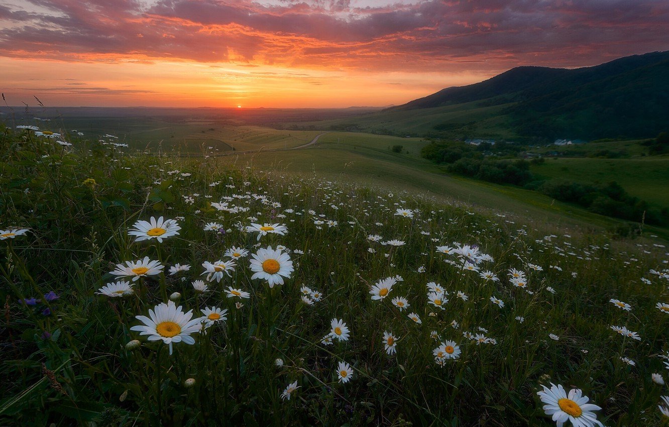 Ромашки в Крыму