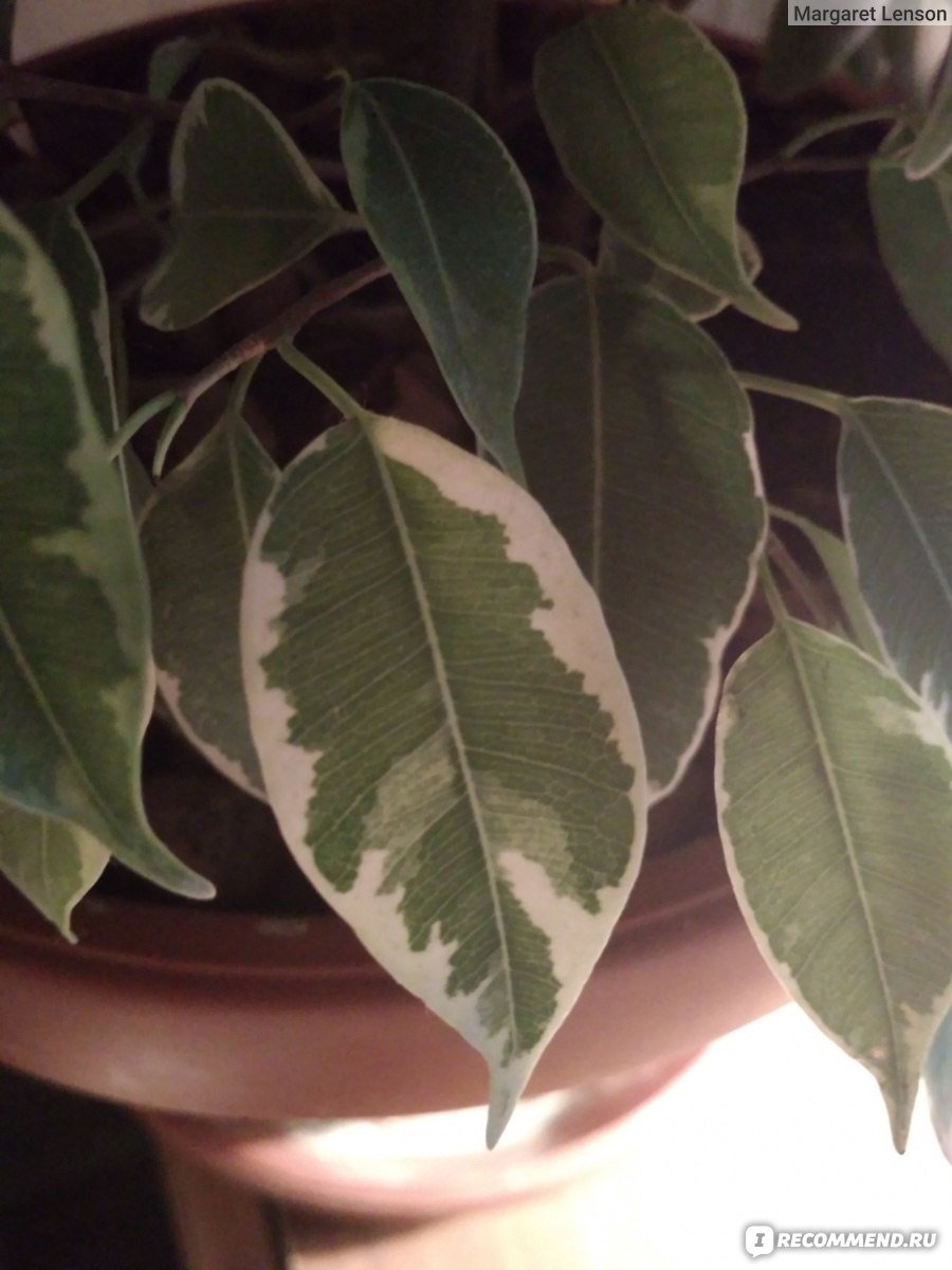 Фикус Бенджамина с бело-зелеными листьями