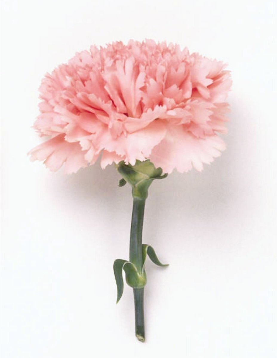 Гвоздика Dianthus Doris