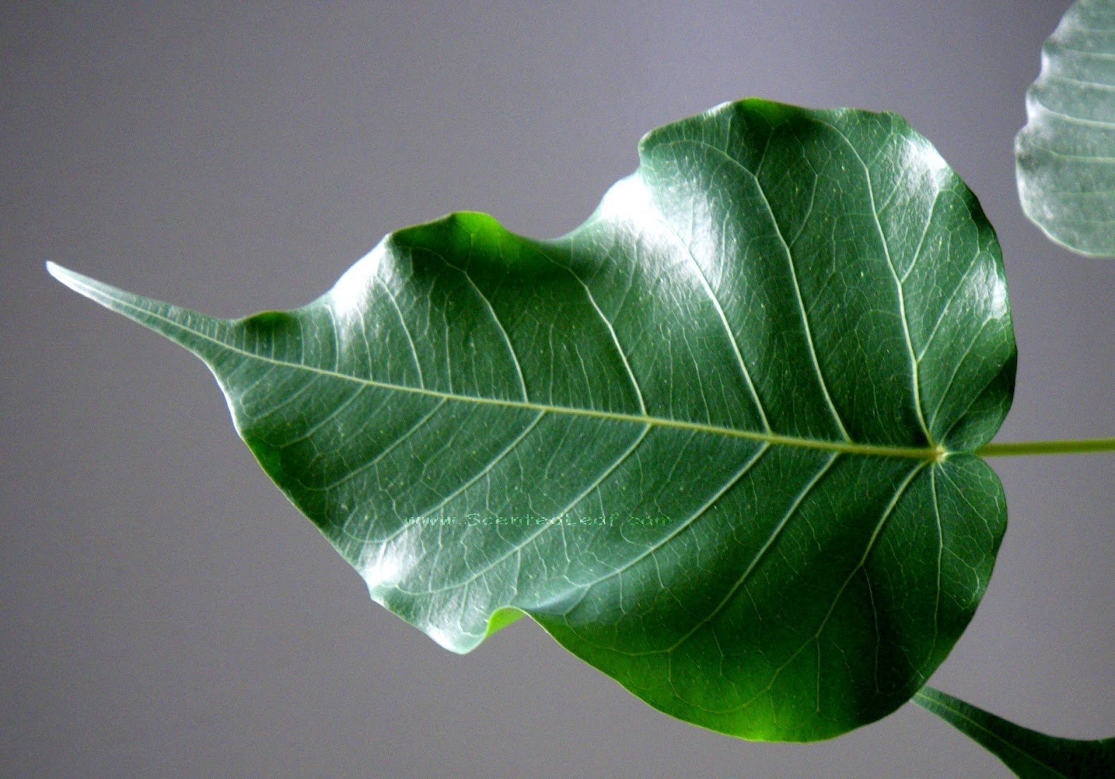 Фото больших листьев. Фикус Браун Ливз. Фикус кленовый. Ficus religiosa листья. Ficus villosus narrow Leaf.