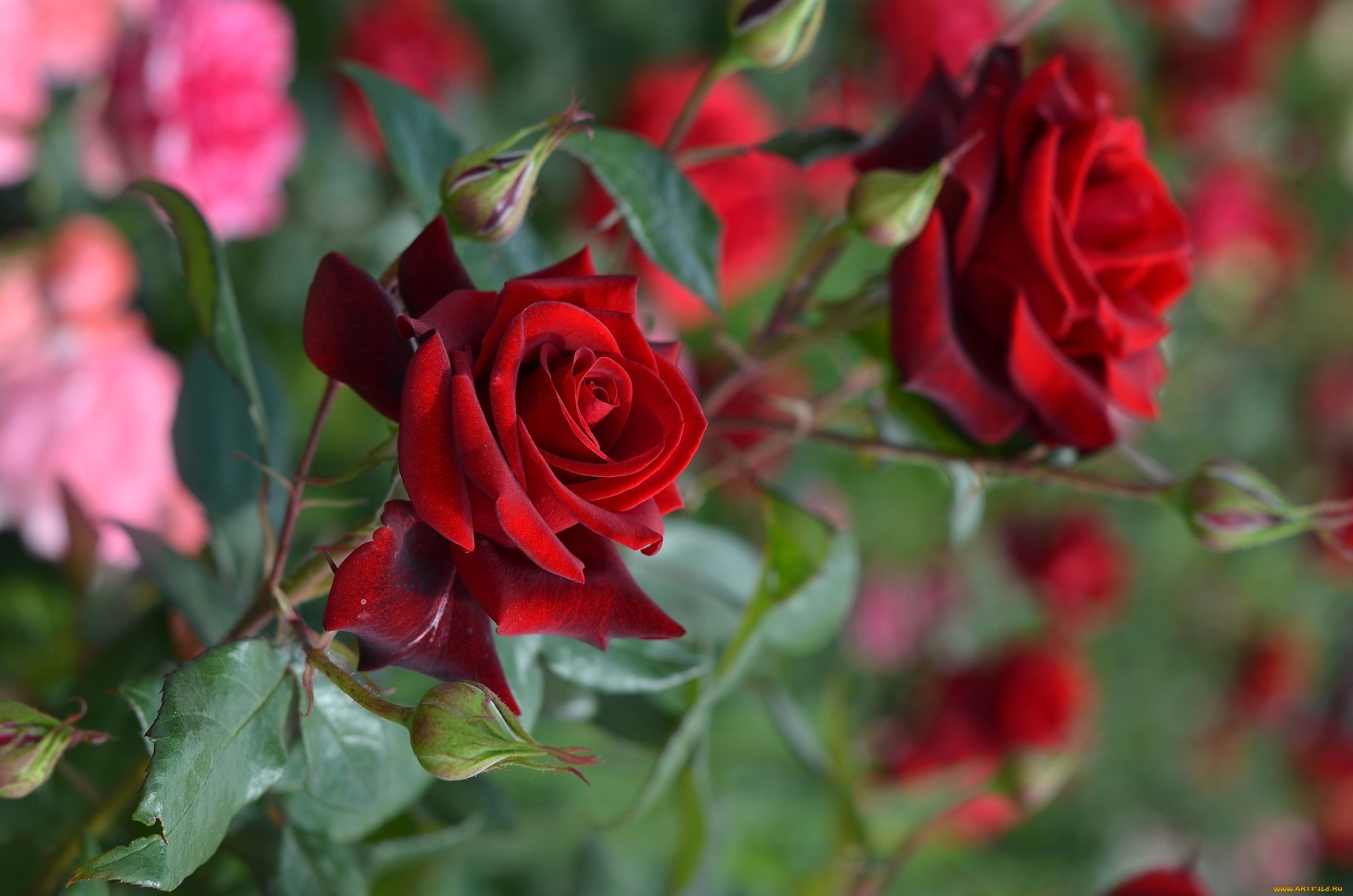 Розы красивые кусты роз. Красные кустовые розы марун. Кусты роз бордо.