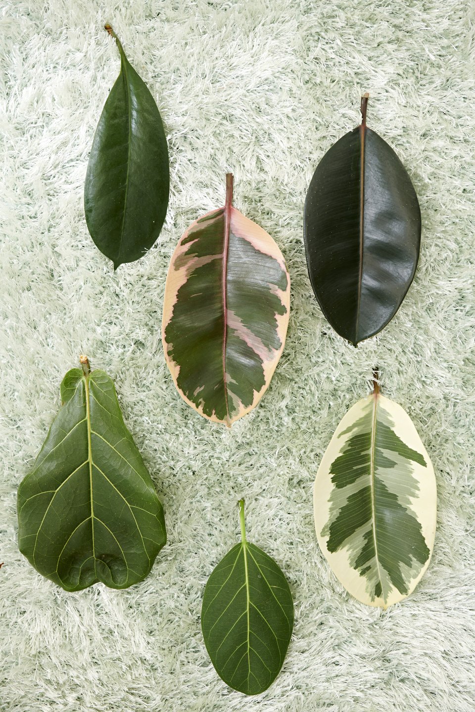 Фикус фото листьев. Фикус Бенджамина каучуконосный. Ficus infectoria - фикус красильный.. Фикус вишневидный. Фикус вишневидный («Капский»).