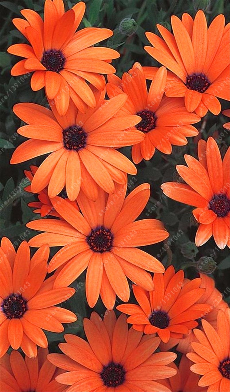 Цветок остеоспермум оранжевый