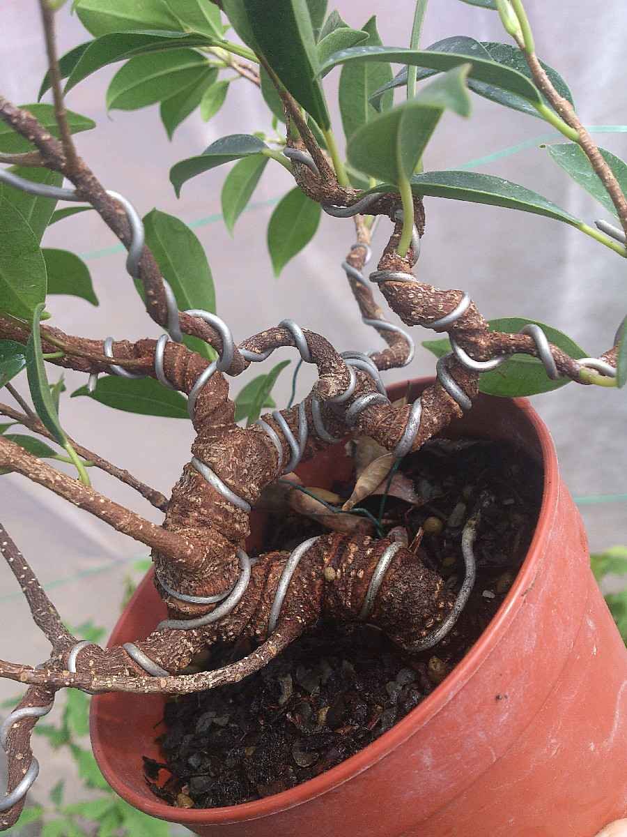 Фикус мохнатый (Ficus villosa Blume)