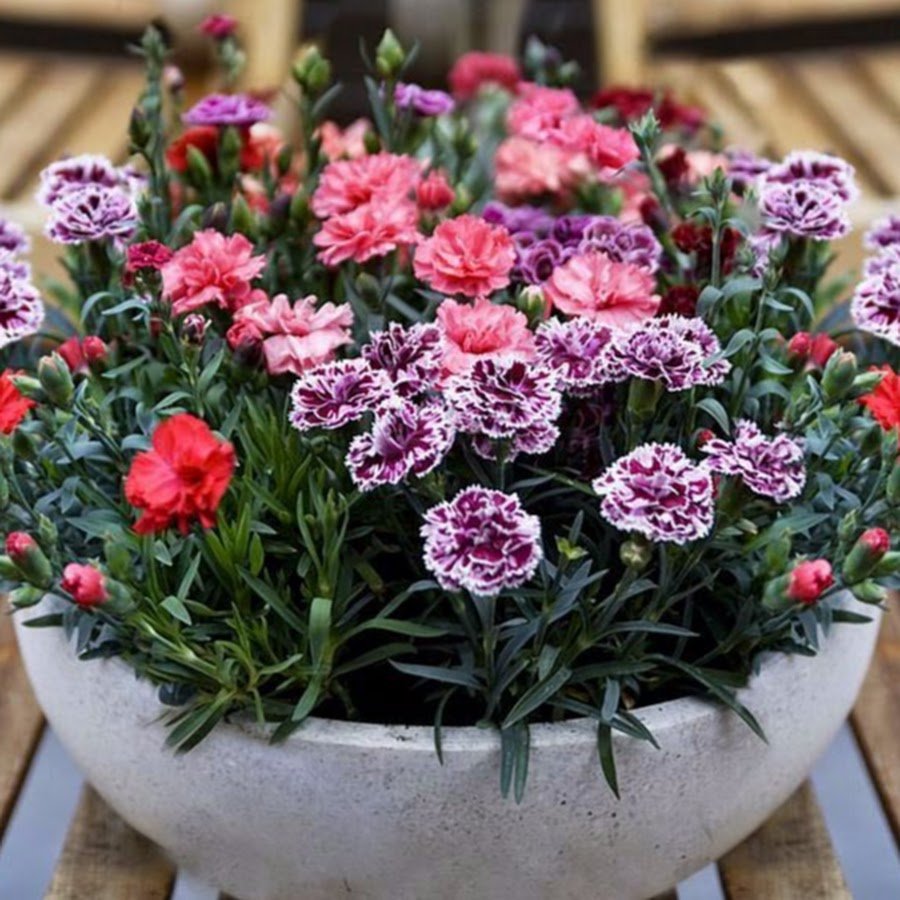 Гвоздика Садовая Dianthus caryophyllus Lillipot