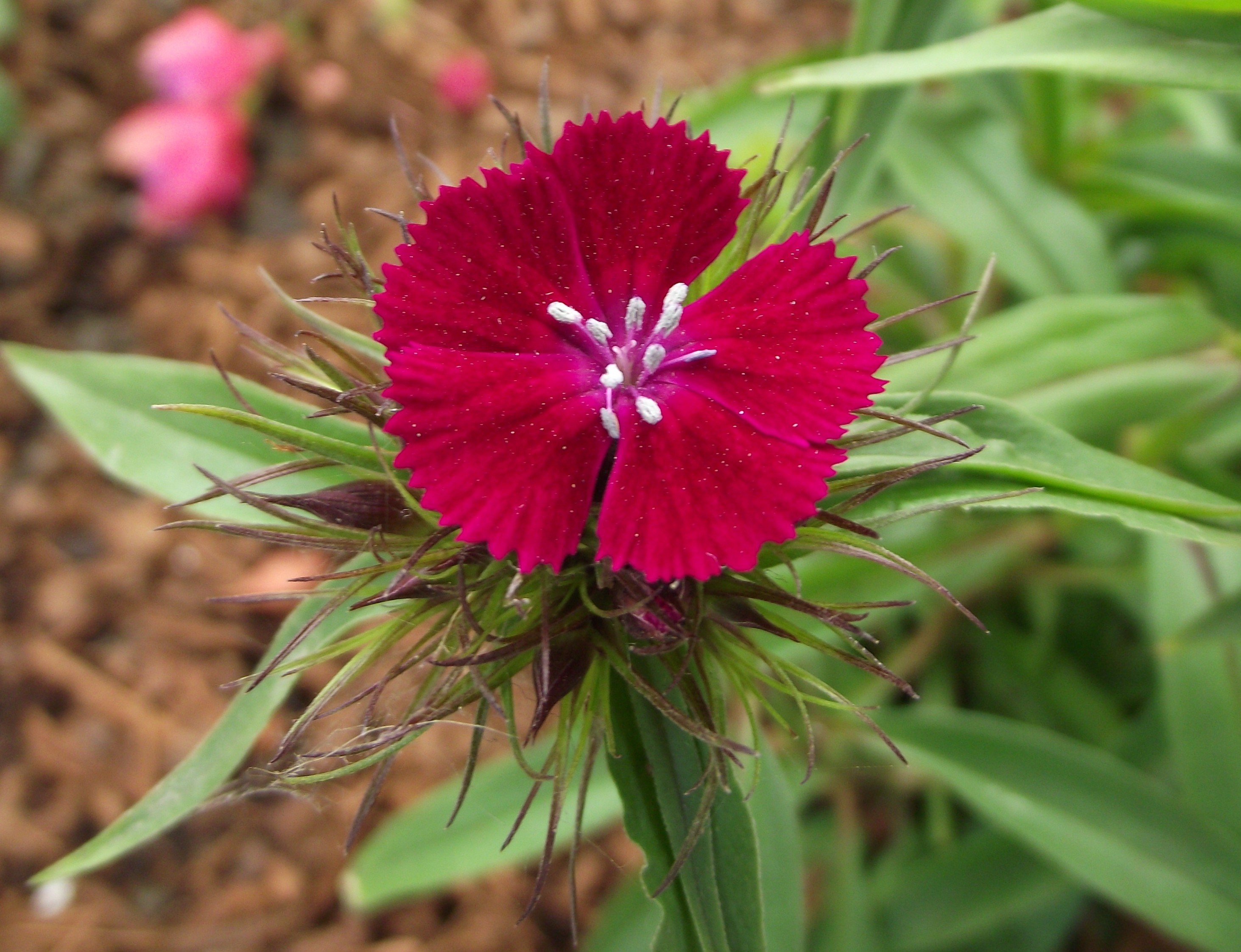 Гвоздика бородатая Dianthus barbatus